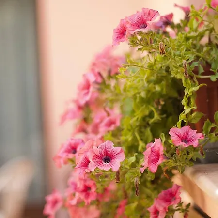 Rosada *